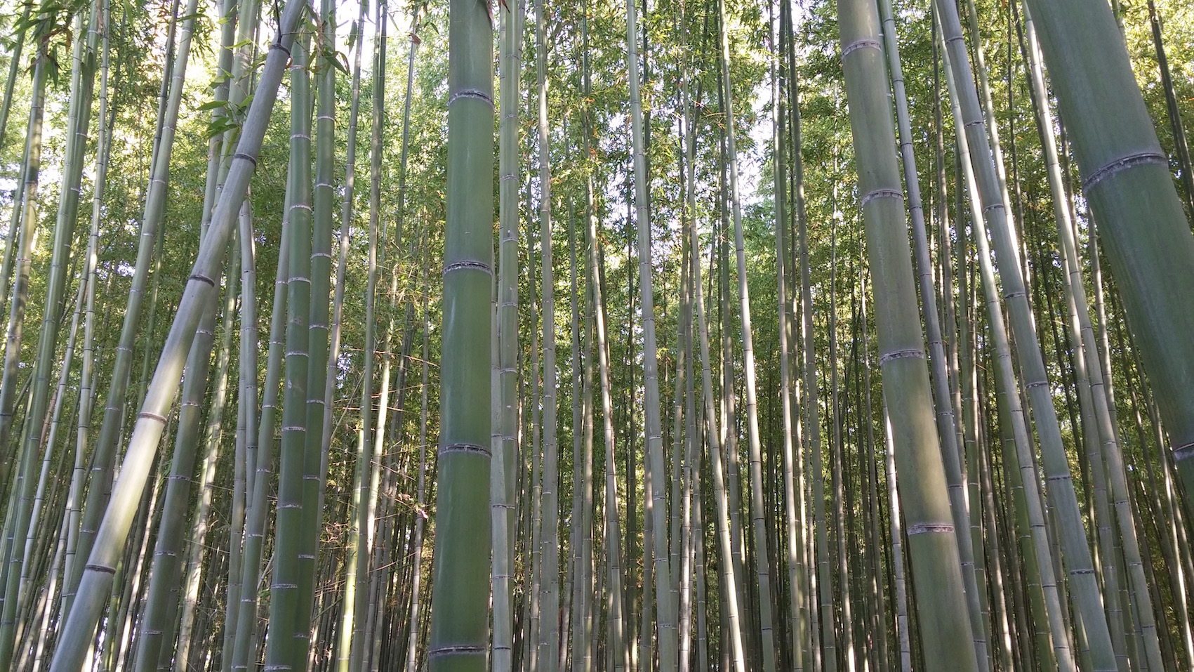 La forêt de Bambou à Kyoto